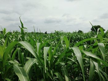 Plants growing in field