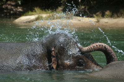 View of elephant in water