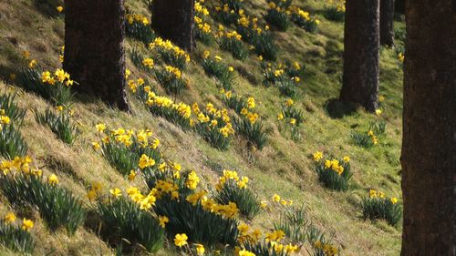 Scenic view of flowering trees on field