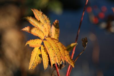 Close-up of yellow maple leaves