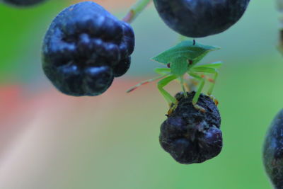 Close-up of berries growing on plant