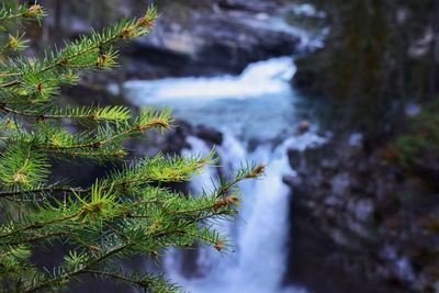 Stream flowing through forest