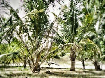 Palm trees against sky