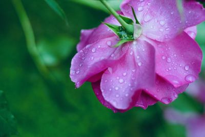 Close-up of wet pink flower