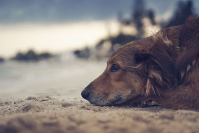 Close-up of dog relaxing on beach