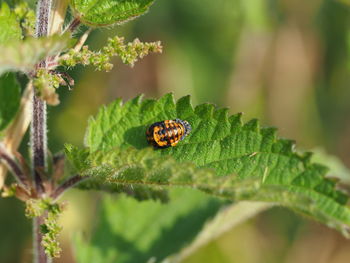 Close-up of ladybug on leaf