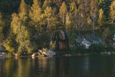 Scenic view of lake by trees in forest