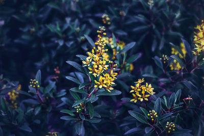 Beautiful fairy dreamy magic yellow flowers with dark green blue purple leaves background 