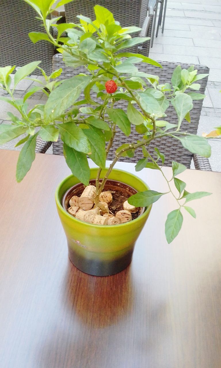 CLOSE-UP OF POTTED PLANT