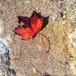 Close-up of dry leaves on ground