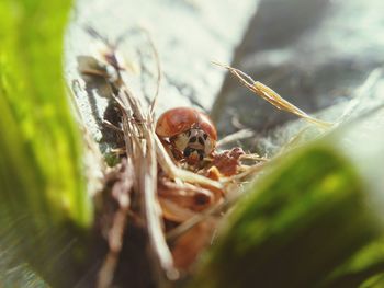 Close-up of insect on leaf