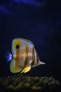 Close-up of fish swimming in sea