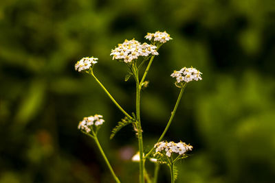 Close-up of flowering plant