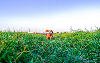 View of a horse on field