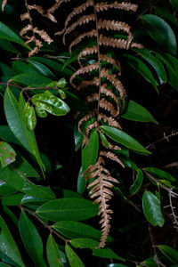 Close-up of insect on plant