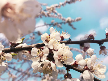 Close-up of cherry blossoms in spring