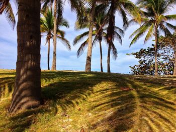 Palm trees on landscape against sky