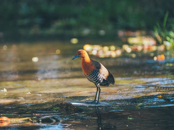 Close-up of bird in lake