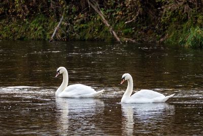 Swans swimming in lake