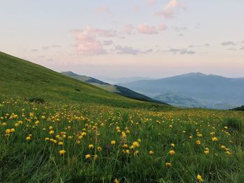 Yellow flowers blooming on field against sky