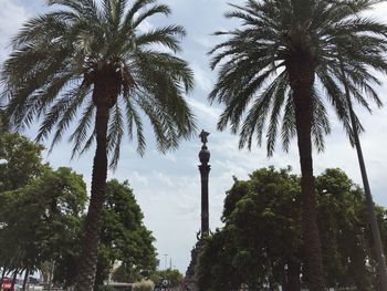 Low angle view of palm trees against sky