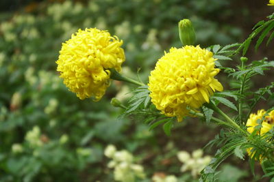 Close-up of yellow flowering plant