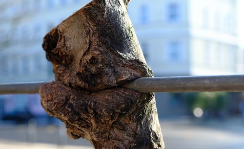 Close-up of lizard on tree trunk against sky