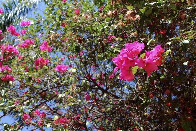 Close-up of pink flowers blooming outdoors