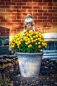 Close-up of potted plant