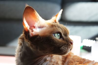 Close-up of a cat looking away