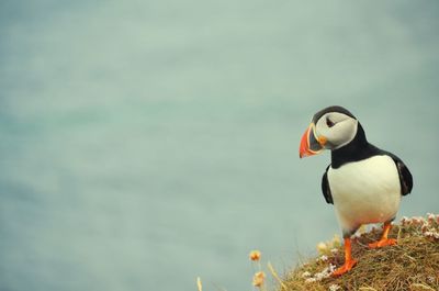 Puffin ready to take off 