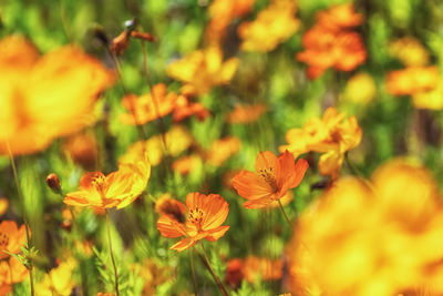 Close-up of orange flowering plants on field