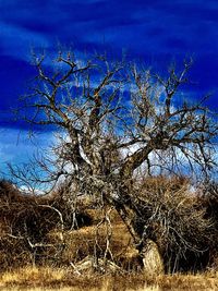 Bare tree on landscape against blue sky