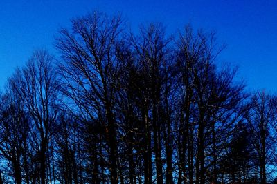 Low angle view of bare trees against blue sky