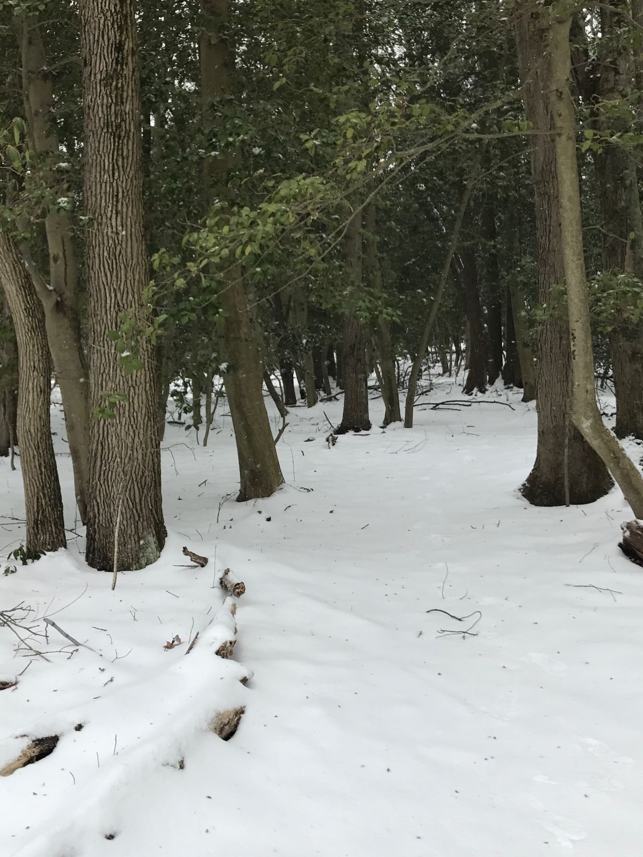 Snow covered woods
