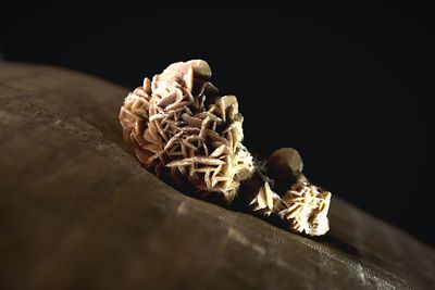 Close-up of mushroom on wood