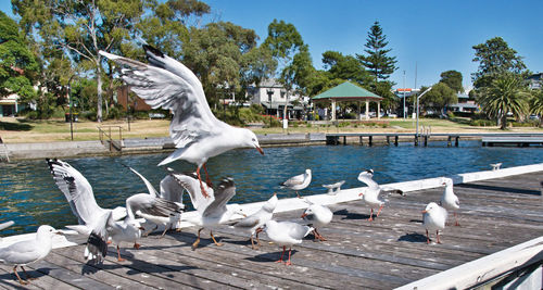 Seagulls flying over lake against sky