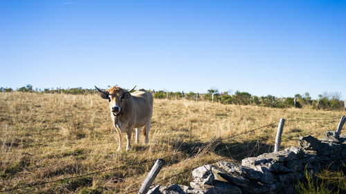 Sheep standing on field against clear sky