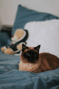 Close-up of cat lying on bed