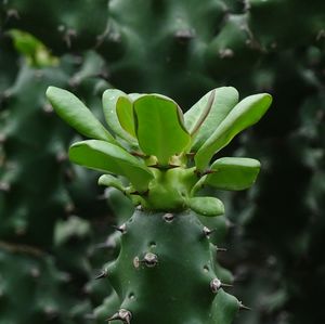 Close-up of prickly pear cactus