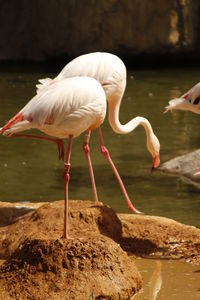 Flamingos perching at lakeshore