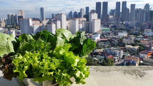 Leaf vegetables in container on retaining wall with city buildings seen in background