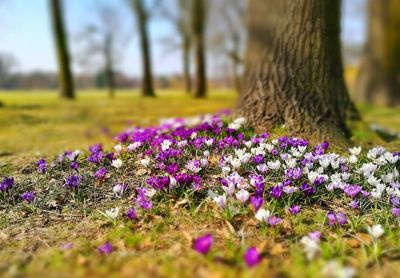 Close-up of purple crocus flowers growing on field