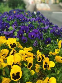 Close-up of purple flowering plants