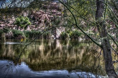 Reflection of trees in lake