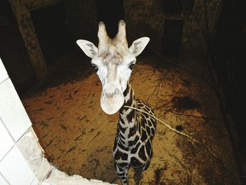 Portrait of giraffe in zoo