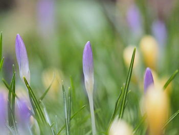 Close-up of purple crocus flowers on field