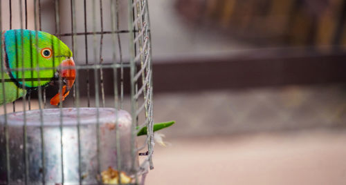 Close-up of bird perching on plant