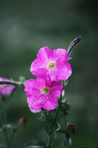 Close-up of pink flower