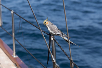 View of bird perching on rope against sea